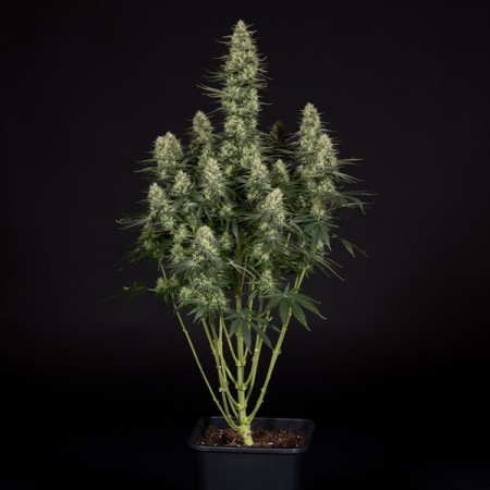 Punch Pie - Tyson 2.0 | Royal Queen Seeds | Feminized Punch Pie - Tyson 2.0 | Royal Queen Seeds | Feminized
