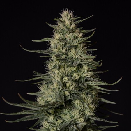 Punch Pie - Tyson 2.0 | Royal Queen Seeds | Feminized Punch Pie - Tyson 2.0 | Royal Queen Seeds | Feminized