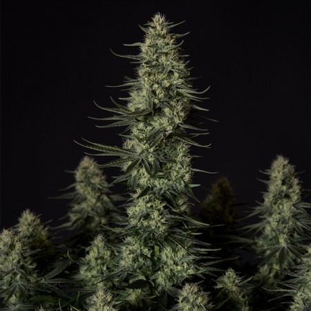 Punch Pie - Tyson 2.0 | Royal Queen Seeds | Feminized Punch Pie - Tyson 2.0 | Royal Queen Seeds | Feminized