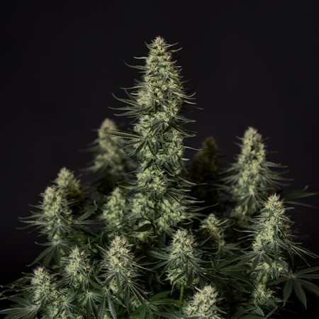Punch Pie - Tyson 2.0 | Royal Queen Seeds | Feminized Punch Pie - Tyson 2.0 | Royal Queen Seeds | Feminized