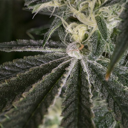 Punch Pie - Tyson 2.0 | Royal Queen Seeds | Feminized Punch Pie - Tyson 2.0 | Royal Queen Seeds | Feminized