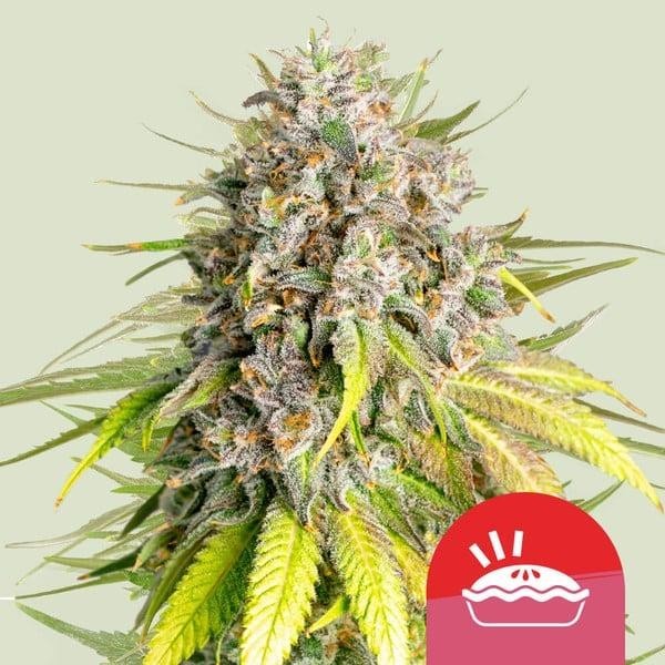 Punch Pie - Tyson 2.0 | Royal Queen Seeds | Feminized