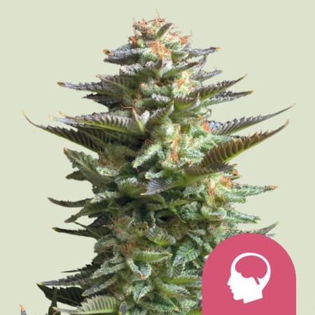 Amnesia Haze - Royal Queen Seeds | Feminized Cannabis Seeds