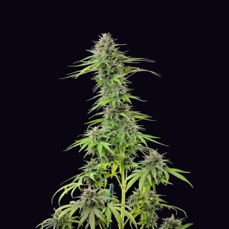 Blue Cheese - Royal Queen Seeds | Feminized Cannabis Seeds Blue Cheese - Royal Queen Seeds | Feminized Cannabis Seeds