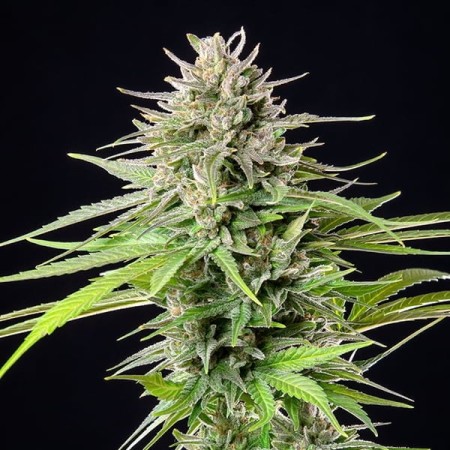 Blue Cheese - Royal Queen Seeds | Feminized Cannabis Seeds Blue Cheese - Royal Queen Seeds | Feminized Cannabis Seeds