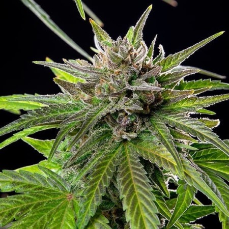 Blue Cheese - Royal Queen Seeds | Feminized Cannabis Seeds Blue Cheese - Royal Queen Seeds | Feminized Cannabis Seeds