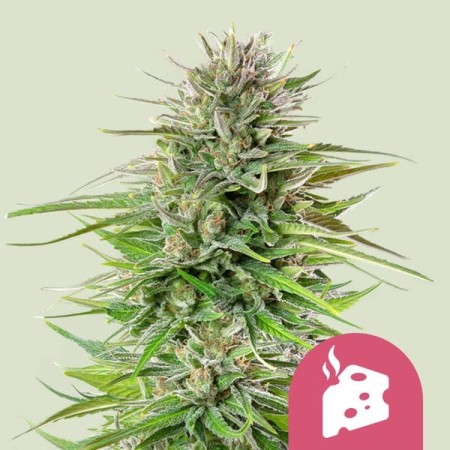 Blue Cheese - Royal Queen Seeds | Feminized Cannabis Seeds