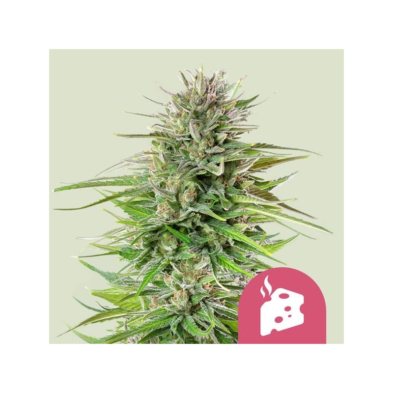 Blue Cheese - Royal Queen Seeds | Feminized Cannabis Seeds Blue Cheese - Royal Queen Seeds | Feminized Cannabis Seeds