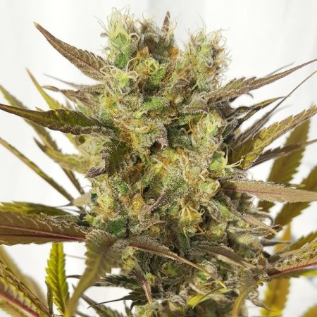Blue Mystic - Royal Queen Seeds | Feminized Cannabis Seeds