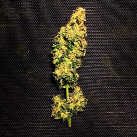 Blue Mystic - Royal Queen Seeds | Feminized Cannabis Seeds