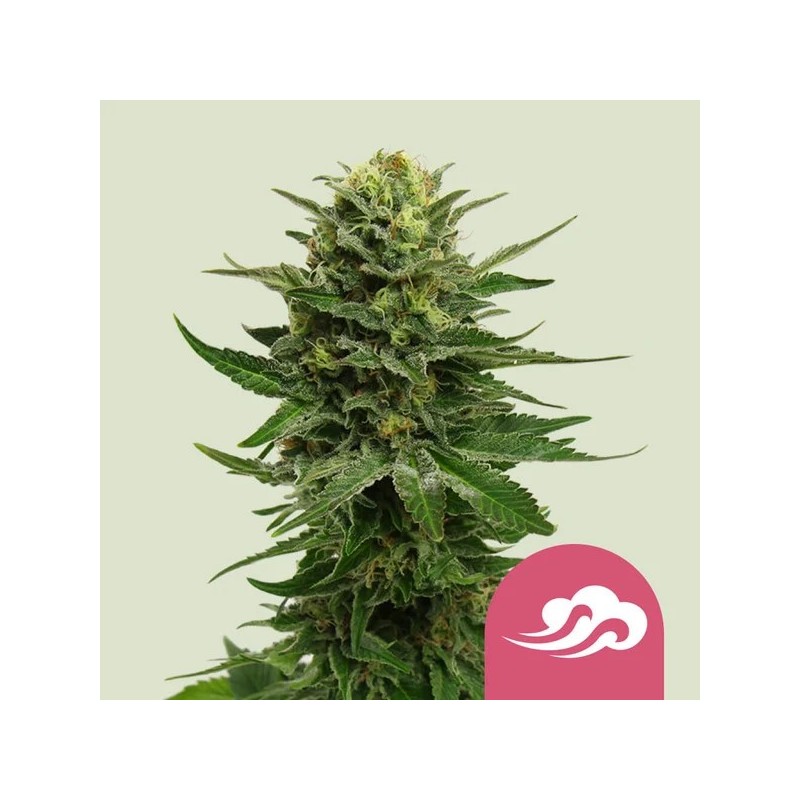Blue Mystic - Royal Queen Seeds | Feminized Cannabis Seeds
