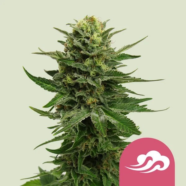Blue Mystic - Royal Queen Seeds | Feminized