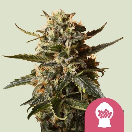 Candy Kush Express - Royal Queen Seeds | Feminized