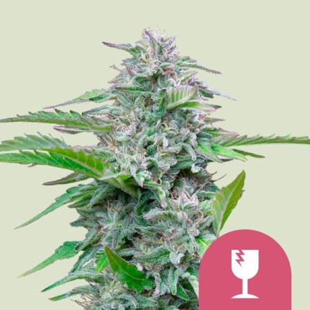 Critical - Royal Queen Seeds | Feminized Cannabis Seeds