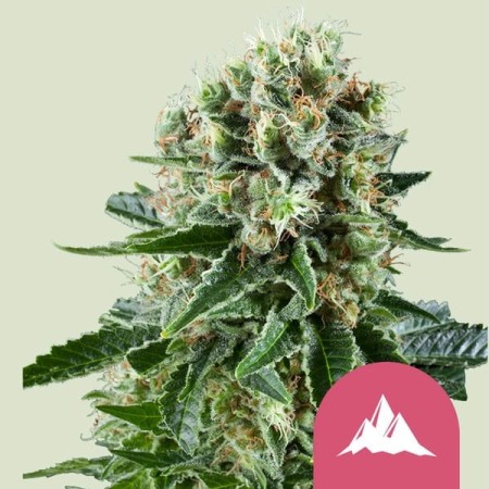 Critical Kush - Royal Queen Seeds | Feminized Cannabis Seeds
