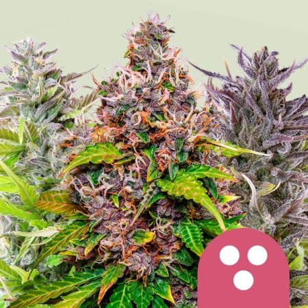 Feminized Mix - Royal Queen Seeds | Feminized Cannabis Seeds