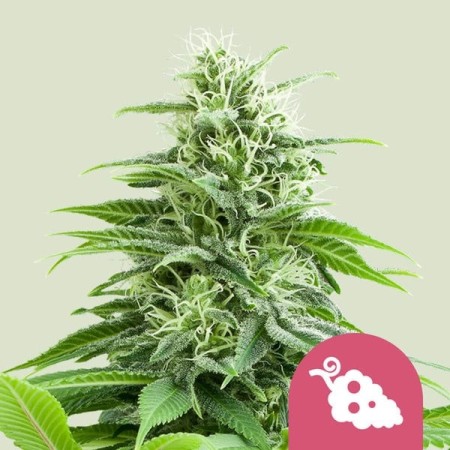 Fruit Spirit - Royal Queen Seeds | Feminized Cannabis Seeds