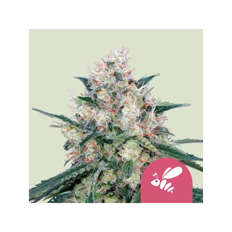 Honey Cream - Fast Flowering | Royal Queen Seeds | Feminized Honey Cream - Fast Flowering | Royal Queen Seeds | Feminized