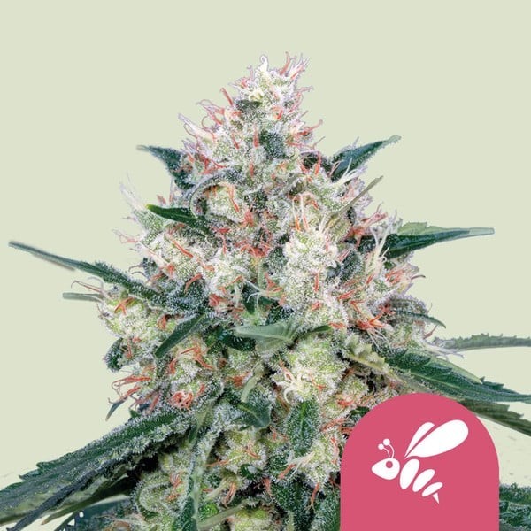 Honey Cream - Fast Flowering | Royal Queen Seeds | Feminized