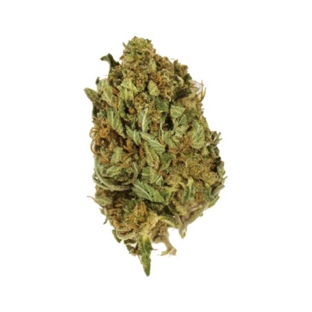 Kali Dog - Royal Queen Seeds | Feminized Cannabis Seeds Kali Dog - Royal Queen Seeds | Feminized Cannabis Seeds