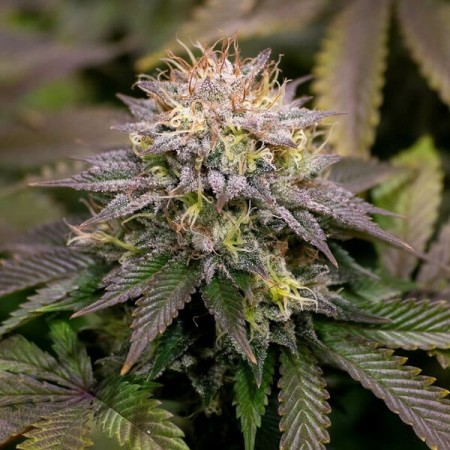 Kali Dog - Royal Queen Seeds | Feminized Cannabis Seeds Kali Dog - Royal Queen Seeds | Feminized Cannabis Seeds