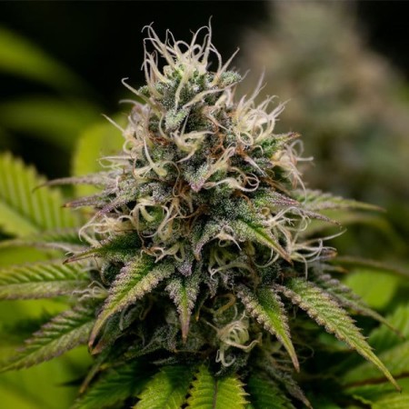 Kali Dog - Royal Queen Seeds | Feminized Cannabis Seeds Kali Dog - Royal Queen Seeds | Feminized Cannabis Seeds