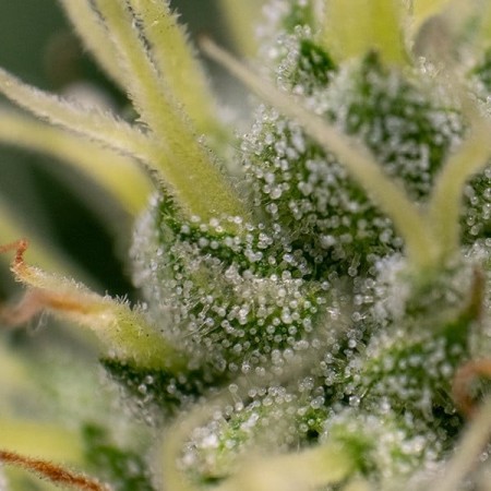 Kali Dog - Royal Queen Seeds | Feminized Cannabis Seeds Kali Dog - Royal Queen Seeds | Feminized Cannabis Seeds