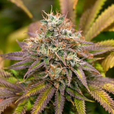 Kali Dog - Royal Queen Seeds | Feminized Cannabis Seeds Kali Dog - Royal Queen Seeds | Feminized Cannabis Seeds