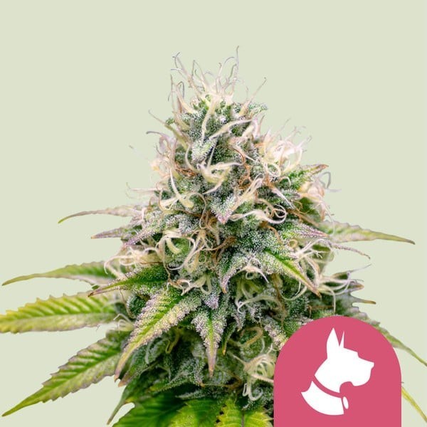 Kali Dog - Royal Queen Seeds | Feminized