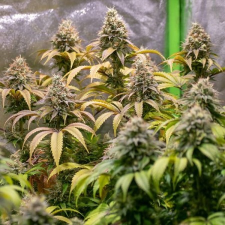 Kali Dog - Royal Queen Seeds | Feminized Cannabis Seeds Kali Dog - Royal Queen Seeds | Feminized Cannabis Seeds