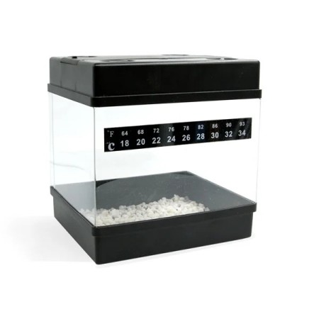 Royal Queen Seeds Starterskit | 3 Seeds White Widow