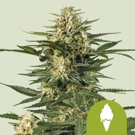 Green Gelato - Royal Queen Seeds | Autoflowering Cannabis Seeds