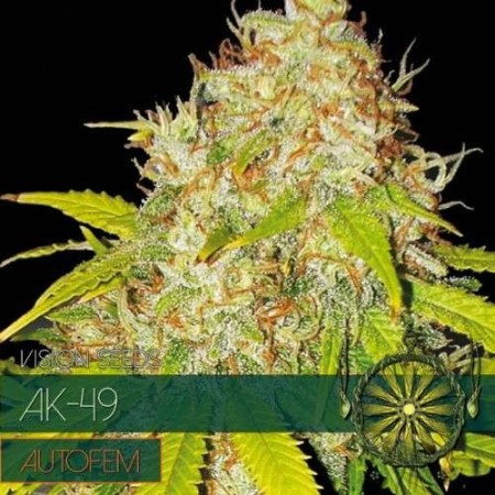 AK-49 - Vision Seeds | Autoflower Cannabis Seeds AK-49 - Vision Seeds | Autoflower Cannabis Seeds