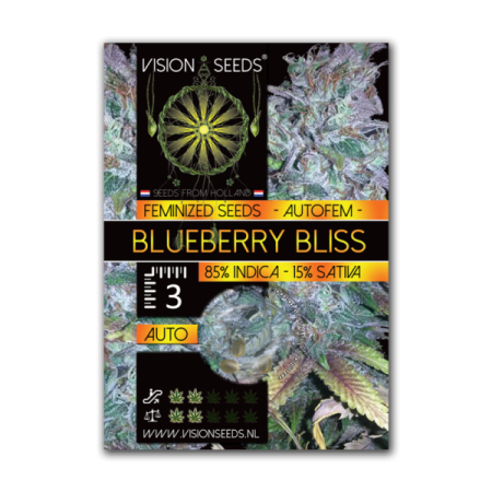 Blueberry Bliss - Vision Seeds | Autoflower Cannabis Seeds
