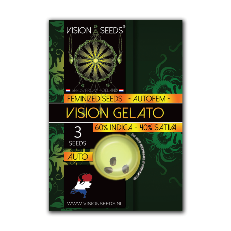 Gelato - Vision Seeds | Autoflower Cannabis Seeds Gelato - Vision Seeds | Autoflower Cannabis Seeds