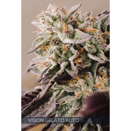 Gelato - Vision Seeds | Autoflower Cannabis Seeds Gelato - Vision Seeds | Autoflower Cannabis Seeds