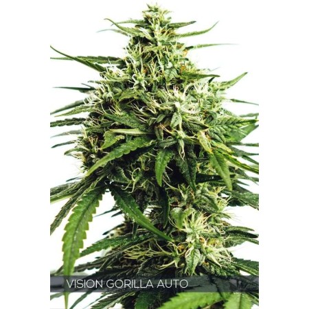 Gorilla - Vision Seeds | Autoflower Cannabis Seeds Gorilla - Vision Seeds | Autoflower Cannabis Seeds