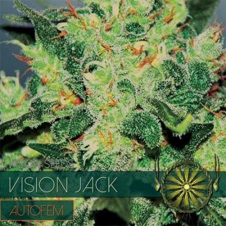 Jack - Vision Seeds | Autoflower Cannabis Seeds Jack - Vision Seeds | Autoflower Cannabis Seeds