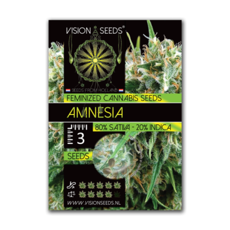 Amnesia - Vision Seeds | Feminized Cannabis Seeds