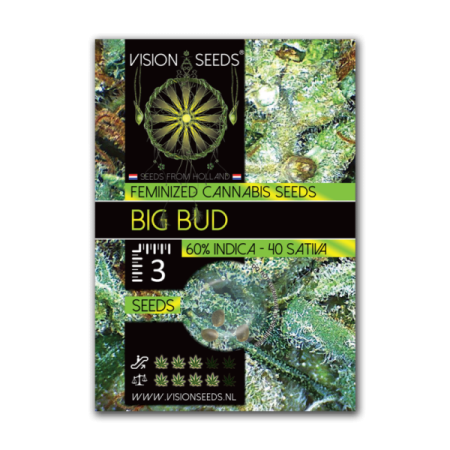 Big Bud - Vision Seeds | Feminized Cannabis Seeds