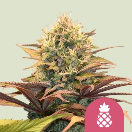 Pineapple Kush - Royal Queen Seeds | Feminized Cannabis Seeds