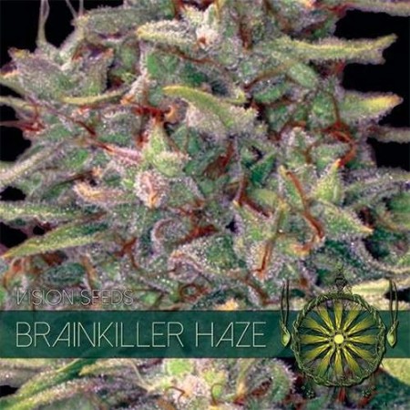 Brainkiller Haze - Vision Seeds | Feminized Cannabis Seeds Brainkiller Haze - Vision Seeds | Feminized Cannabis Seeds