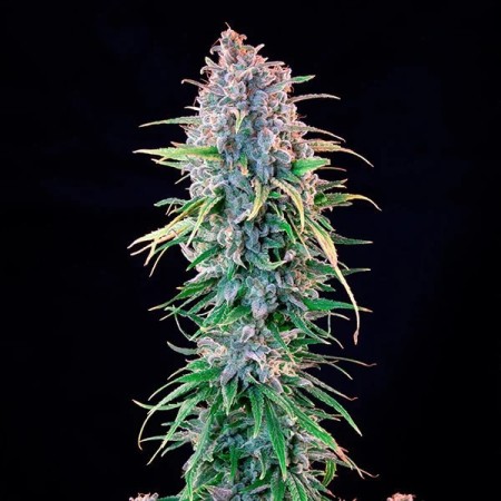 Power Flower - Royal Queen Seeds | Feminized Cannabis Seeds Power Flower - Royal Queen Seeds | Feminized Cannabis Seeds