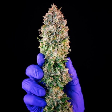 Power Flower - Royal Queen Seeds | Feminized Cannabis Seeds Power Flower - Royal Queen Seeds | Feminized Cannabis Seeds