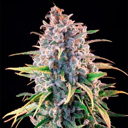 Power Flower - Royal Queen Seeds | Feminized Cannabis Seeds Power Flower - Royal Queen Seeds | Feminized Cannabis Seeds