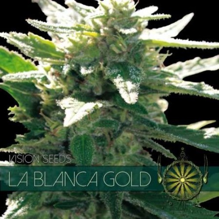 La Blanca Gold - Vision Seeds | Feminized Cannabis Seeds