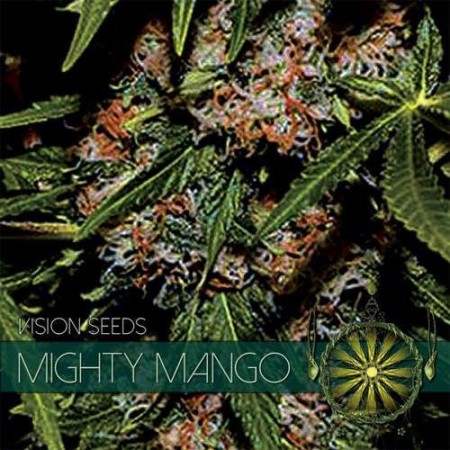 Mighty Mango Bud - Vision Seeds | Feminized Cannabis Seeds Mighty Mango Bud - Vision Seeds | Feminized Cannabis Seeds