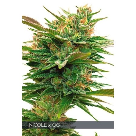 Nicole X OG - Vision Seeds | Feminized Cannabis Seeds Nicole X OG - Vision Seeds | Feminized Cannabis Seeds