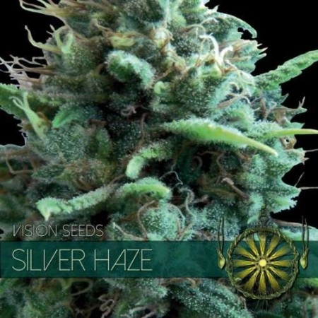 Silver Haze - Vision Seeds | Feminized Cannabis Seeds Silver Haze - Vision Seeds | Feminized Cannabis Seeds