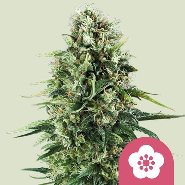 Power Flower - Royal Queen Seeds | Feminized